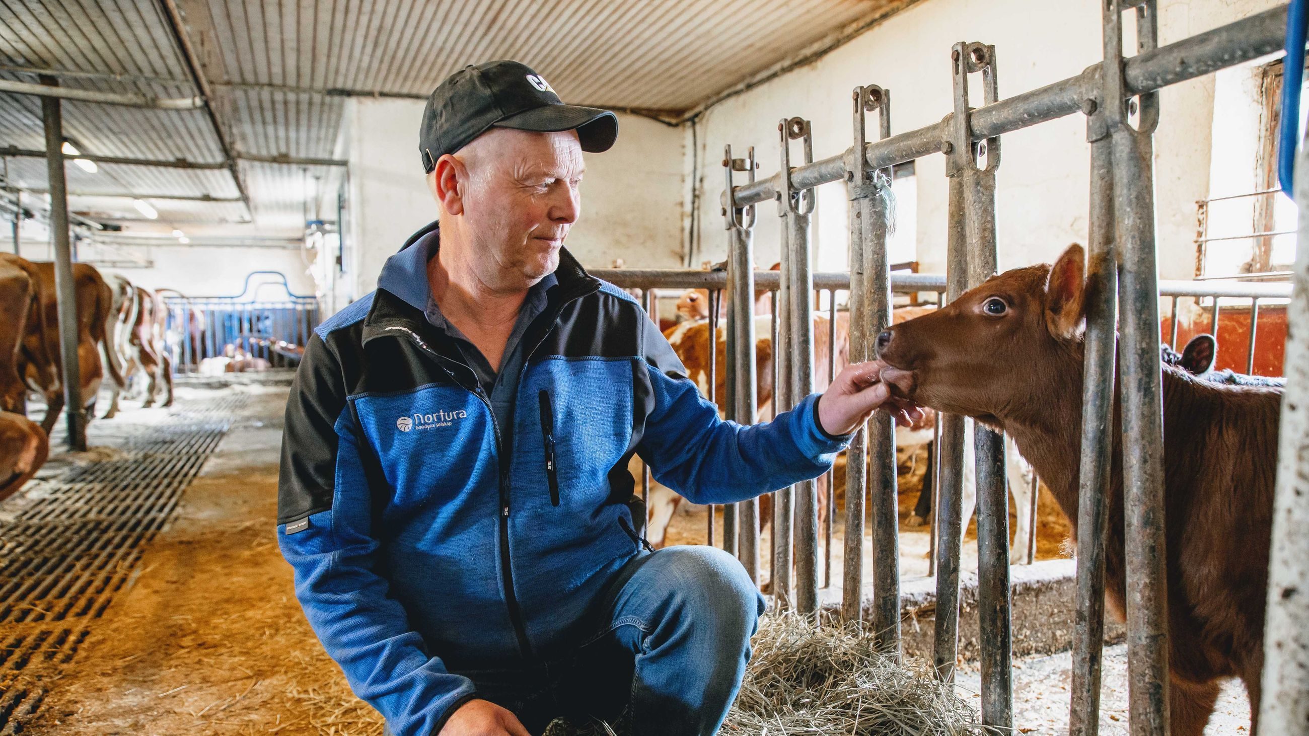 Med 650 mål med jord, samt melkeproduksjon og korn har Ivar Tveit nok å fylle arbeidsdagen med.