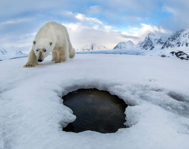 Ibas gjennoppretter isbjørnbilder