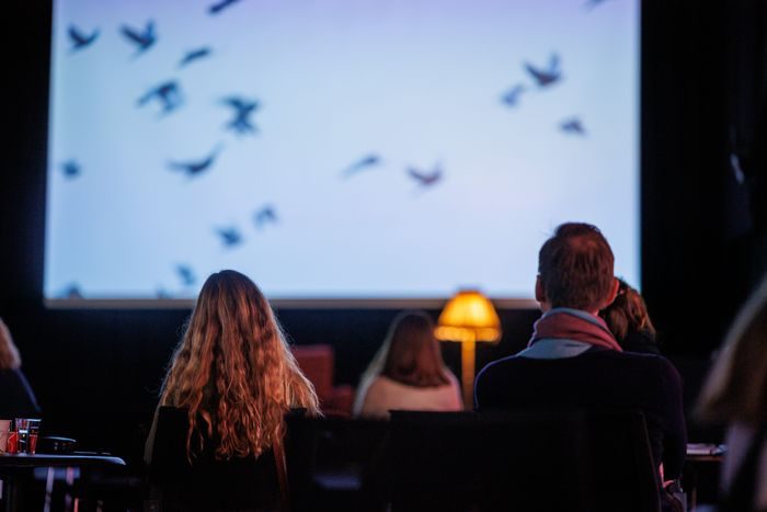 Et publikum sitter med ryggen til foran en kinoskjerm med bilder av fugler på