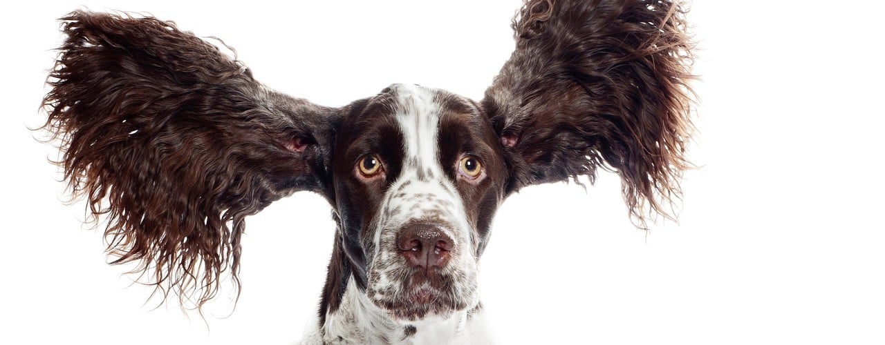 Hund med ører som flagrer