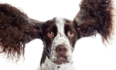 Hund med ører som flagrer