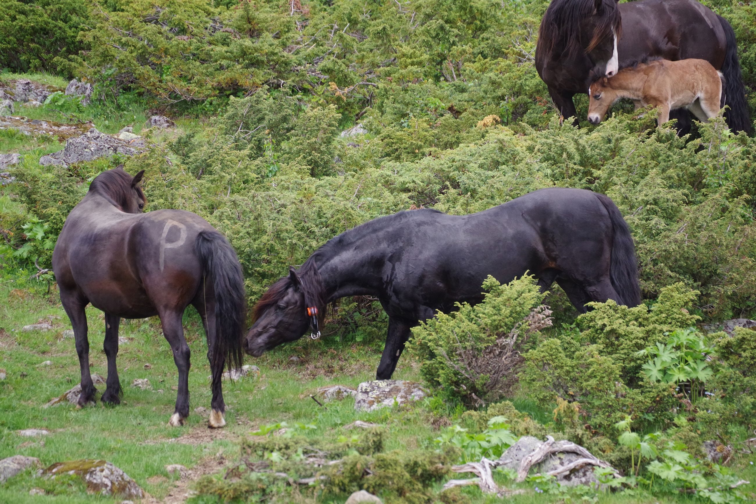 A Slippe Hingsten Sin I Sikkilsdalen Er Det Storste Du Kan Gjore Som Hingsteeier Tgn