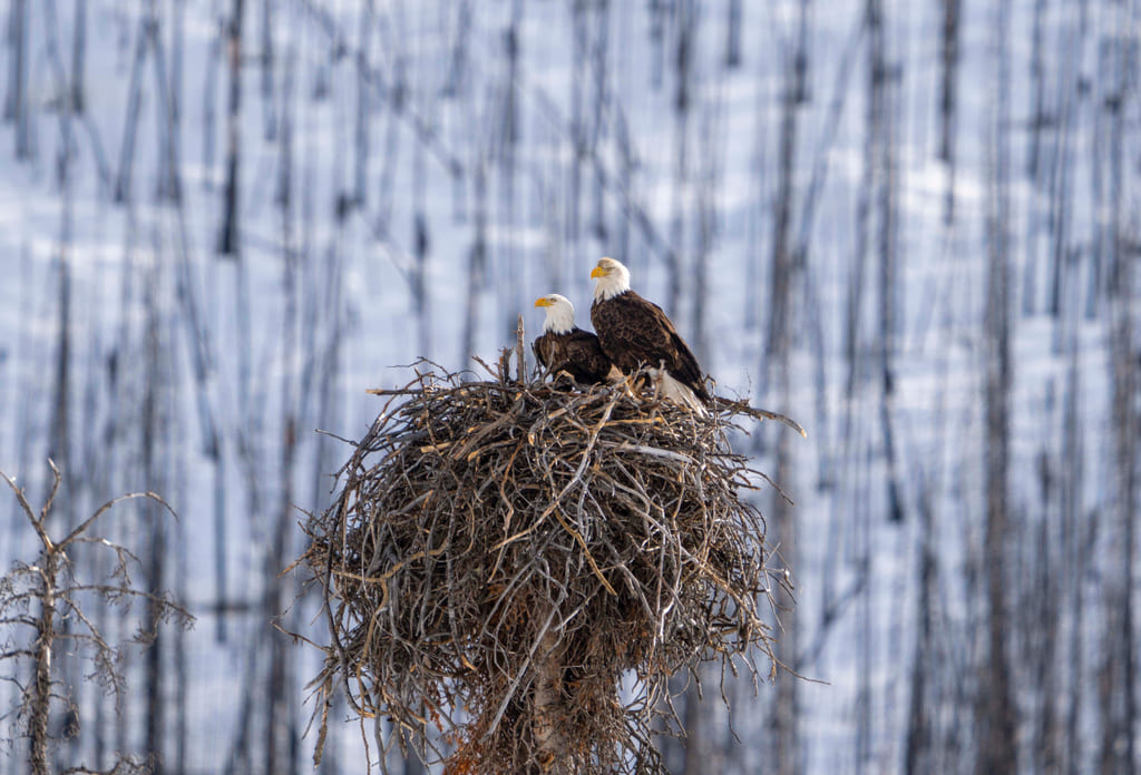 eagle nest size