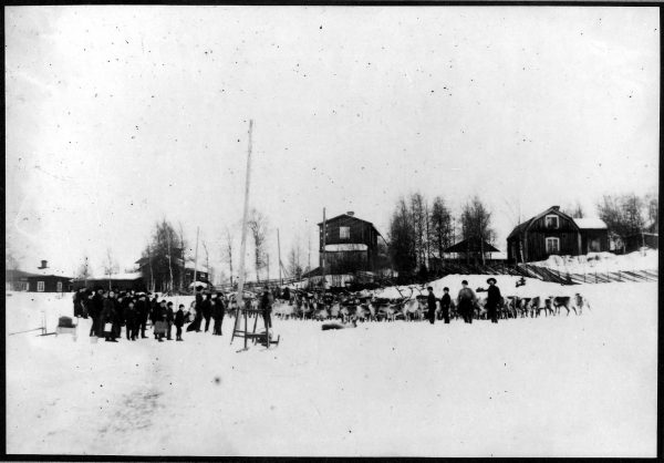 Renslakt i Strömnäs, Kramfors kommun. 1890-talet.