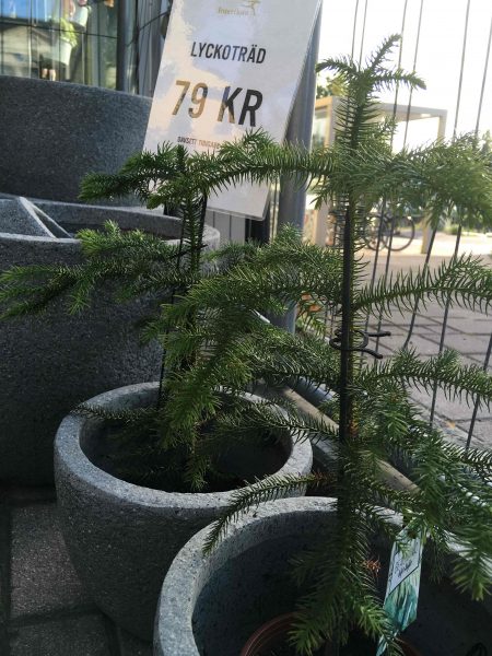 Bild på s.k "Lyckoträd", en liten granliknande planta som sitter i en grå kruka utanför en blomsteraffär