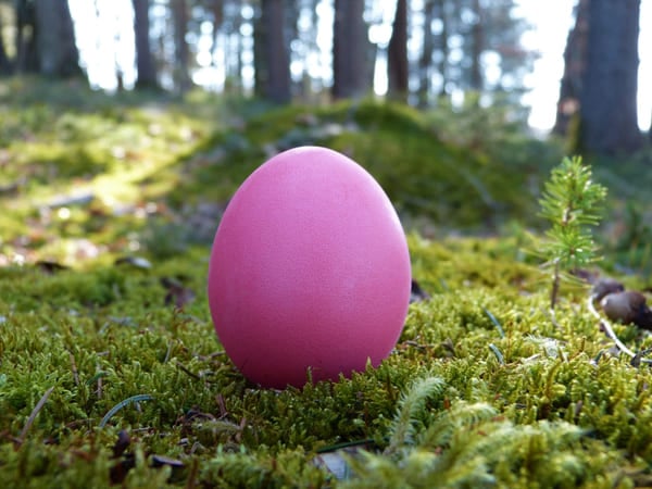 ett rosa ägg i mossan ute i skogen.