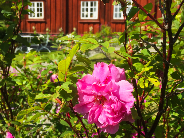 en ros i en trädgård med ett rött hus i bakgrunden